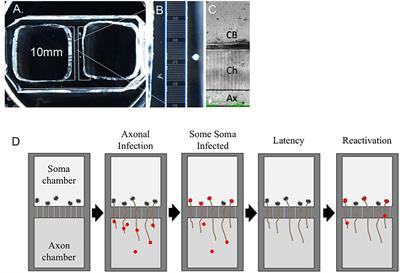 Modeling Varicella Zoster Virus Persistence and Reactivation – Closer to Resolving a Perplexing Persistent State